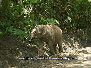 juvenile elephant at Danum Valley road